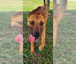 Small #1 Black Mouth Cur