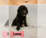 Small Photo #2 Goldendoodle Puppy For Sale in HOGANSVILLE, GA, USA