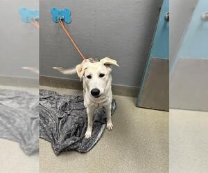 German Shepherd Dog-Unknown Mix Dogs for adoption in Las Vegas, NV, USA