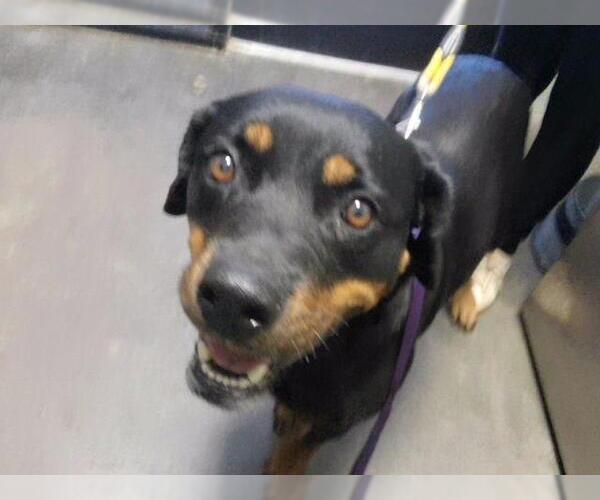 Medium Photo #1 Rottweiler Puppy For Sale in Tulsa, OK, USA