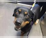EMBERLYN - Female Rottweiler Dog for Adoption - Small photo