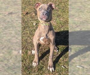 Mutt Dogs for adoption in Akron, OH, USA
