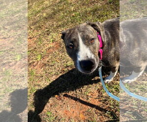 Arabella - Not at the Shelter (MaryBeth) - Female Mutt Dog for Adoption - Photo #4