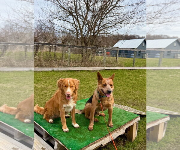 Medium Photo #2 Mutt Puppy For Sale in Garden City, NY, USA