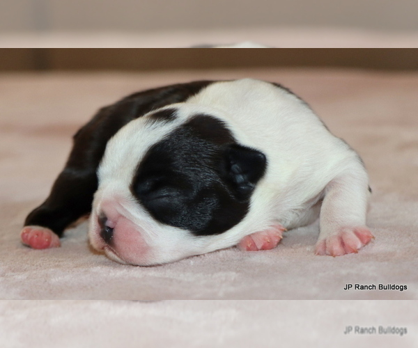 Medium Photo #8 Boston Terrier Puppy For Sale in WINNSBORO, TX, USA