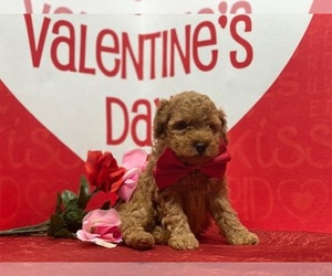 Poodle (Toy) Puppy for sale in LANCASTER, PA, USA