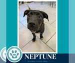 Small #2 Labrador Retriever Mix