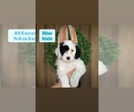 Puppy Blue Sheepadoodle
