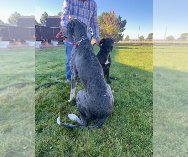 Medium Photo #4 Great Dane Puppy For Sale in BLACK FOREST, CO, USA