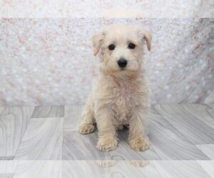 West Highland White Terrier Puppy for sale in MARIETTA, GA, USA