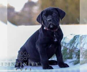 Cane Corso Puppy for sale in GAP, PA, USA