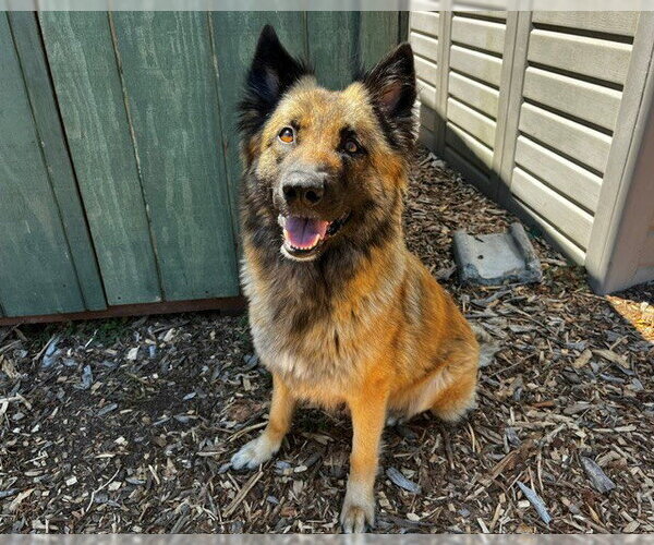 Medium Photo #2 Mutt Puppy For Sale in Santa Cruz, CA, USA