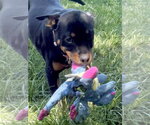 Small #3 Rottweiler