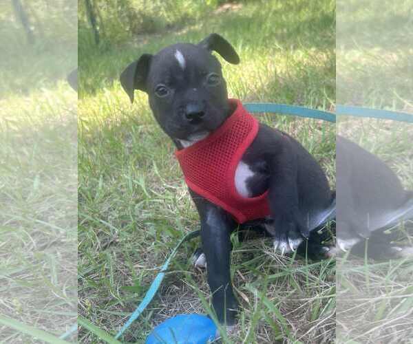 Medium Photo #2 Bulldog-Unknown Mix Puppy For Sale in Tarrytown, GA, USA