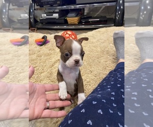 Boston Terrier Puppy for sale in FREDONIA, KS, USA