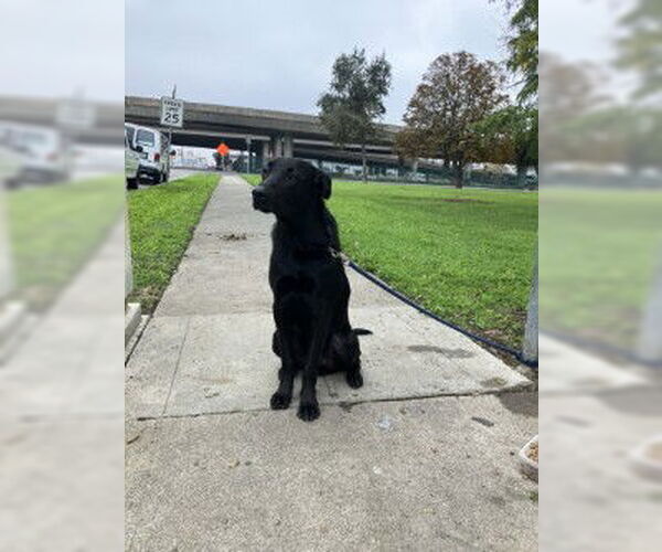 Medium Photo #1 Shepradors Puppy For Sale in Stockton, CA, USA