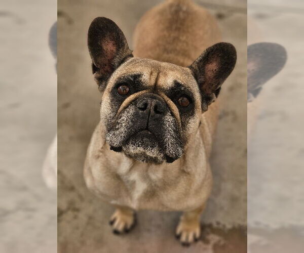 Medium Photo #2 French Bulldog Puppy For Sale in Lake Elsinore, CA, USA