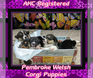 Pembroke Welsh Corgi Puppy for sale in LOGAN, NM, USA