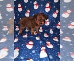 Small Photo #34 YorkiePoo Puppy For Sale in LAPEER, MI, USA