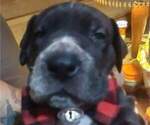 Small Photo #5 Great Dane Puppy For Sale in WALSENBURG, CO, USA