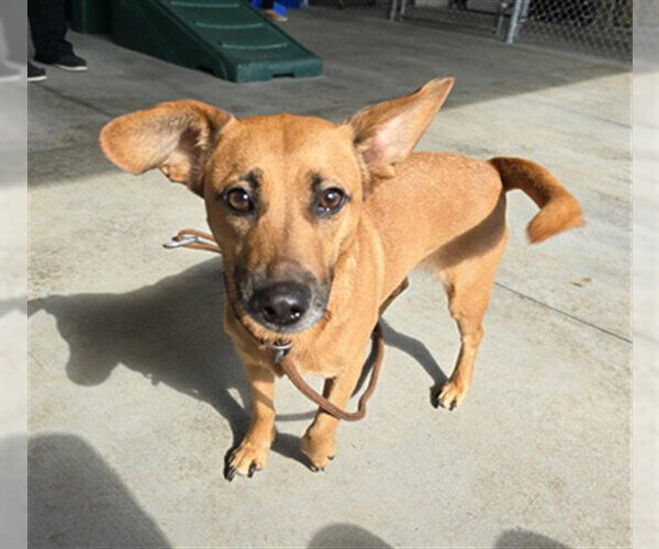 Medium Photo #1 Dachshund-German Shepherd Dog Mix Puppy For Sale in Palmetto, FL, USA