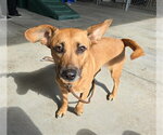 Small Dachshund-German Shepherd Dog Mix