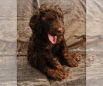 Small #8 Labradoodle