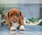 Small Photo #10 Dachshund Puppy For Sale in ELIZABETHTOWN, PA, USA