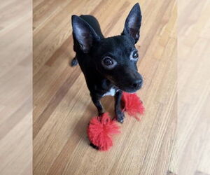 Chipin Dogs for adoption in Princeton, MN, USA