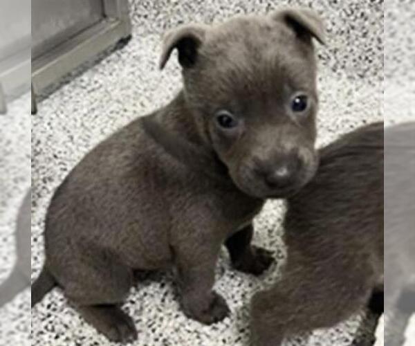 Medium Photo #2 Siberian Husky-Unknown Mix Puppy For Sale in Houston, TX, USA