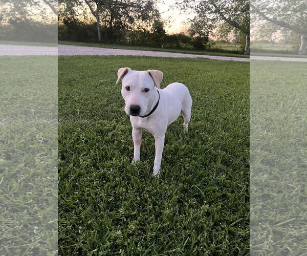 Medium Photo #21 Labrador Retriever Puppy For Sale in Rosenberg, TX, USA