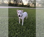 Small #20 Labrador Retriever
