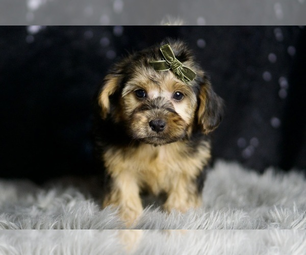 Medium Photo #62 YorkiePoo Puppy For Sale in WARSAW, IN, USA