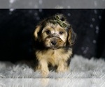 Small #3 YorkiePoo