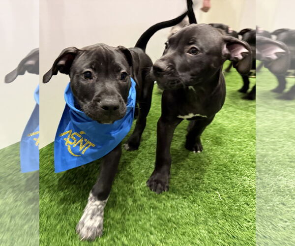 Medium Photo #3 American Bulldog-Unknown Mix Puppy For Sale in Sanford, FL, USA