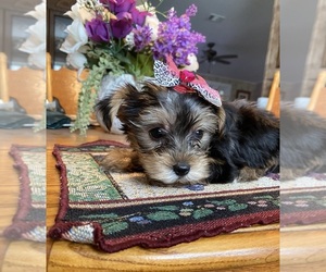 Medium Biewer Yorkie-Shorkie Tzu Mix