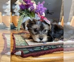 Puppy Little Love bug Biewer Yorkie-Shorkie Tzu Mix