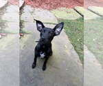 Small Photo #4 Labrador Retriever-Unknown Mix Puppy For Sale in Mooresville, NC, USA