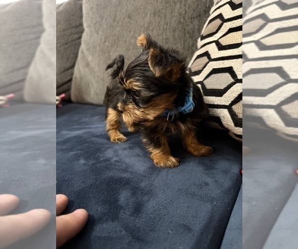 Medium Photo #9 Yorkshire Terrier Puppy For Sale in PORTLAND, OR, USA