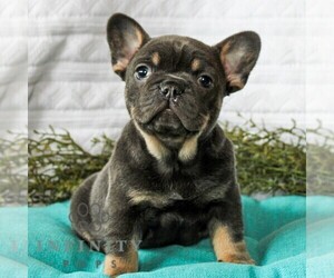 French Bulldog Puppy for sale in LITITZ, PA, USA