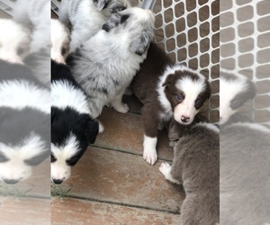 Border Collie Puppy for sale in OTTUMWA, IA, USA