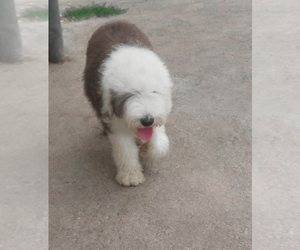 Old English Sheepdog Puppy for sale in Nis, Central Serbia, Serbia