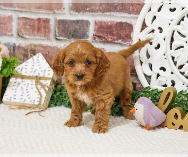 Medium Photo #2 Cavapoo (Miniature) Puppy For Sale in SYRACUSE, IN, USA