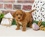 Small #1 Cavapoo (Miniature)