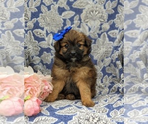 Pom-A-Poo Puppy for sale in OXFORD, PA, USA
