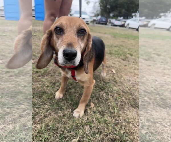 Medium Photo #3 Beagle Puppy For Sale in Tampa, FL, USA