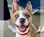 Small Catahoula Leopard Dog Mix