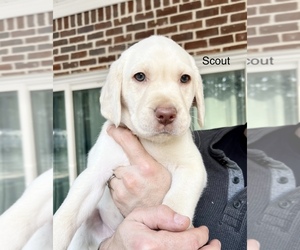 Labrador Retriever Puppy for sale in BERRY, AL, USA