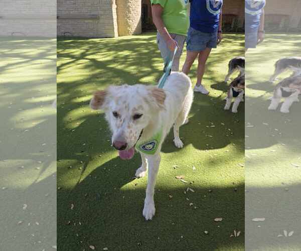 Medium Photo #8 Great Pyrenees-Unknown Mix Puppy For Sale in Houston, TX, USA