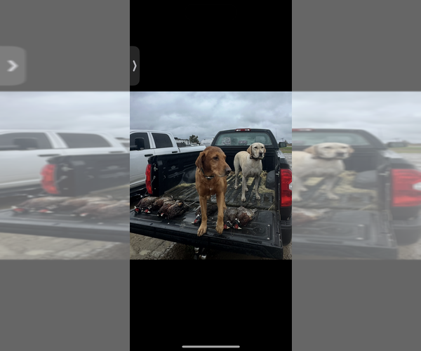 Medium Photo #8 Labrador Retriever Puppy For Sale in TURLOCK, CA, USA